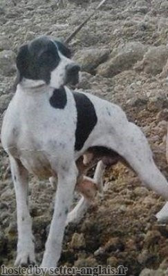 Pedigree CLASTIDIUM VERON Pedigree CLASTIDIUM VERON